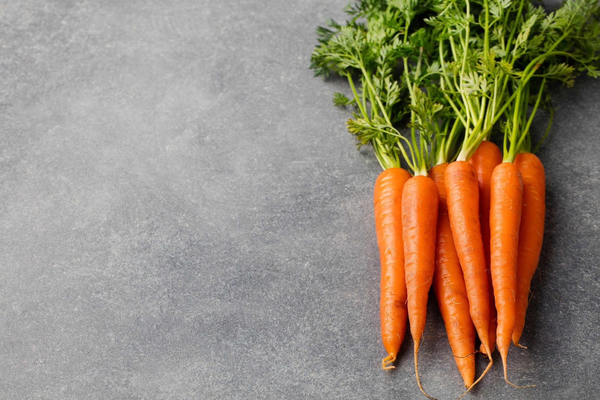 Fresh carrots bunch on a grey stone background
