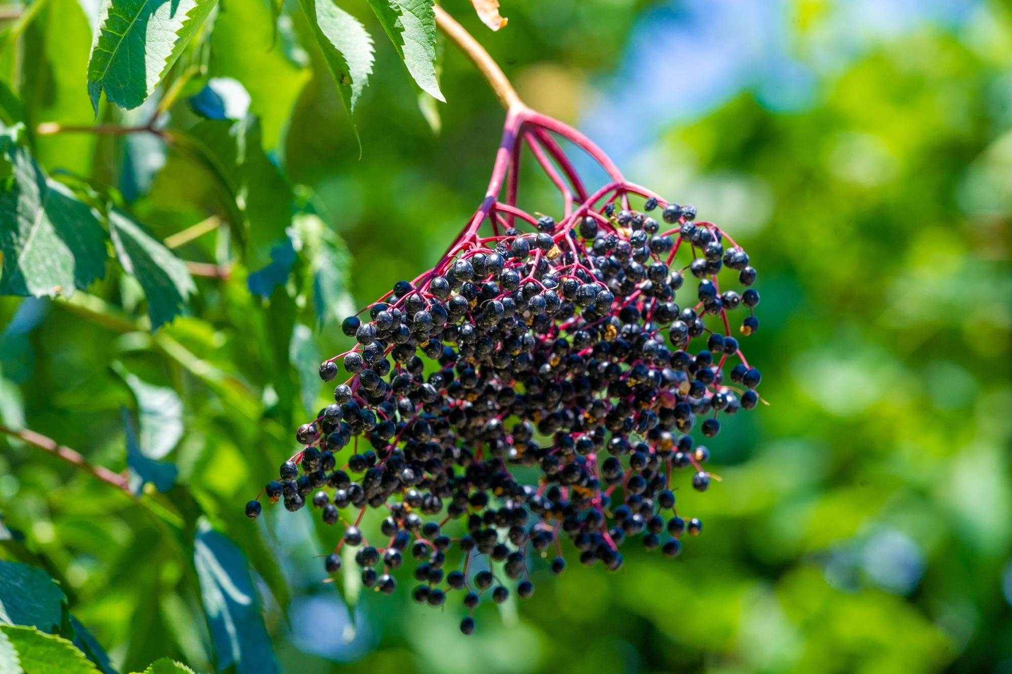 black elderberry on branch