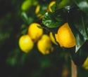 Research shows citrus and grape compounds may protect against type 2 diabetes