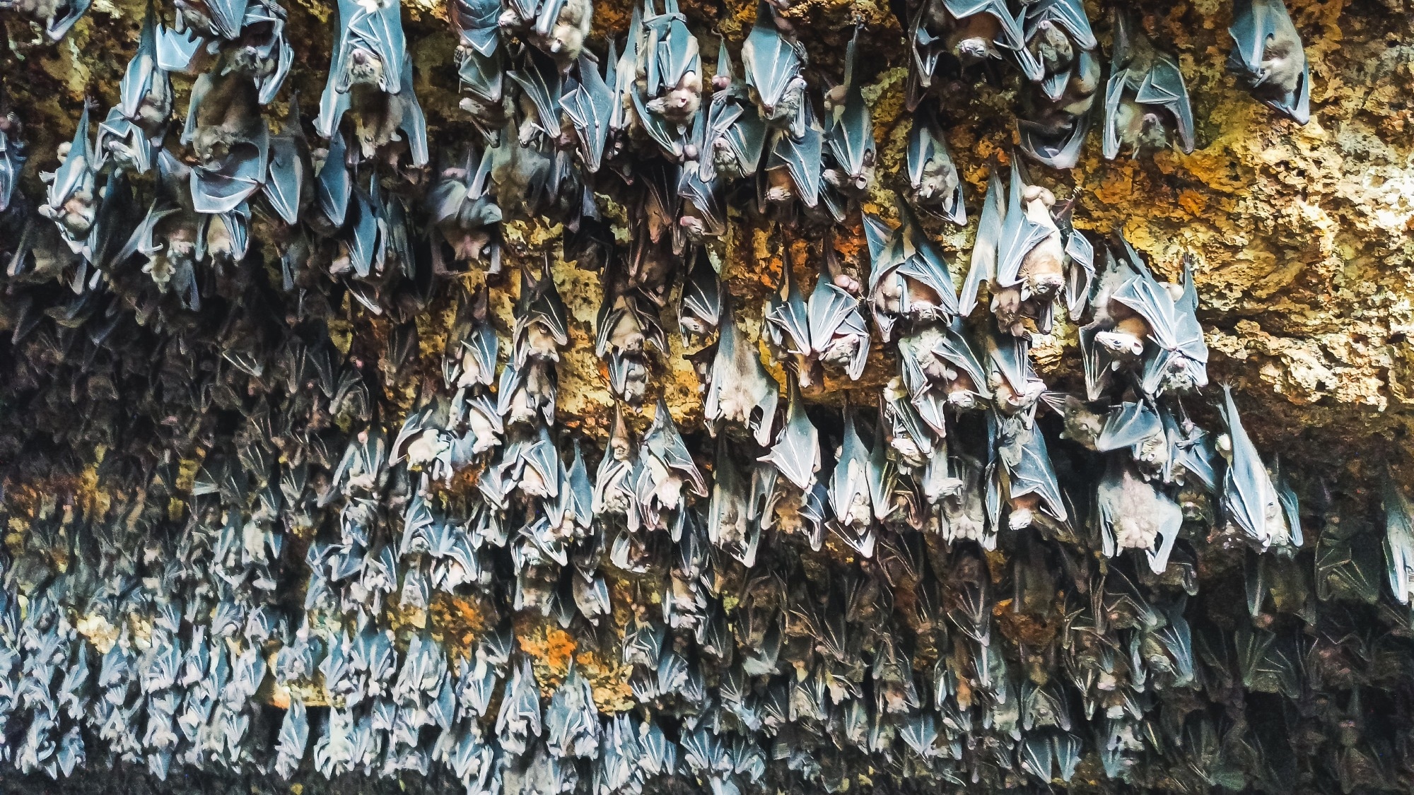 Study: Viral epidemic potential is not uniformly distributed across the bat phylogeny. Image Credit: Faisal_Fatso  / Shutterstock