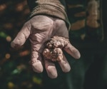 What makes truffles more than a delicacy? They’re packed with bioactive compounds