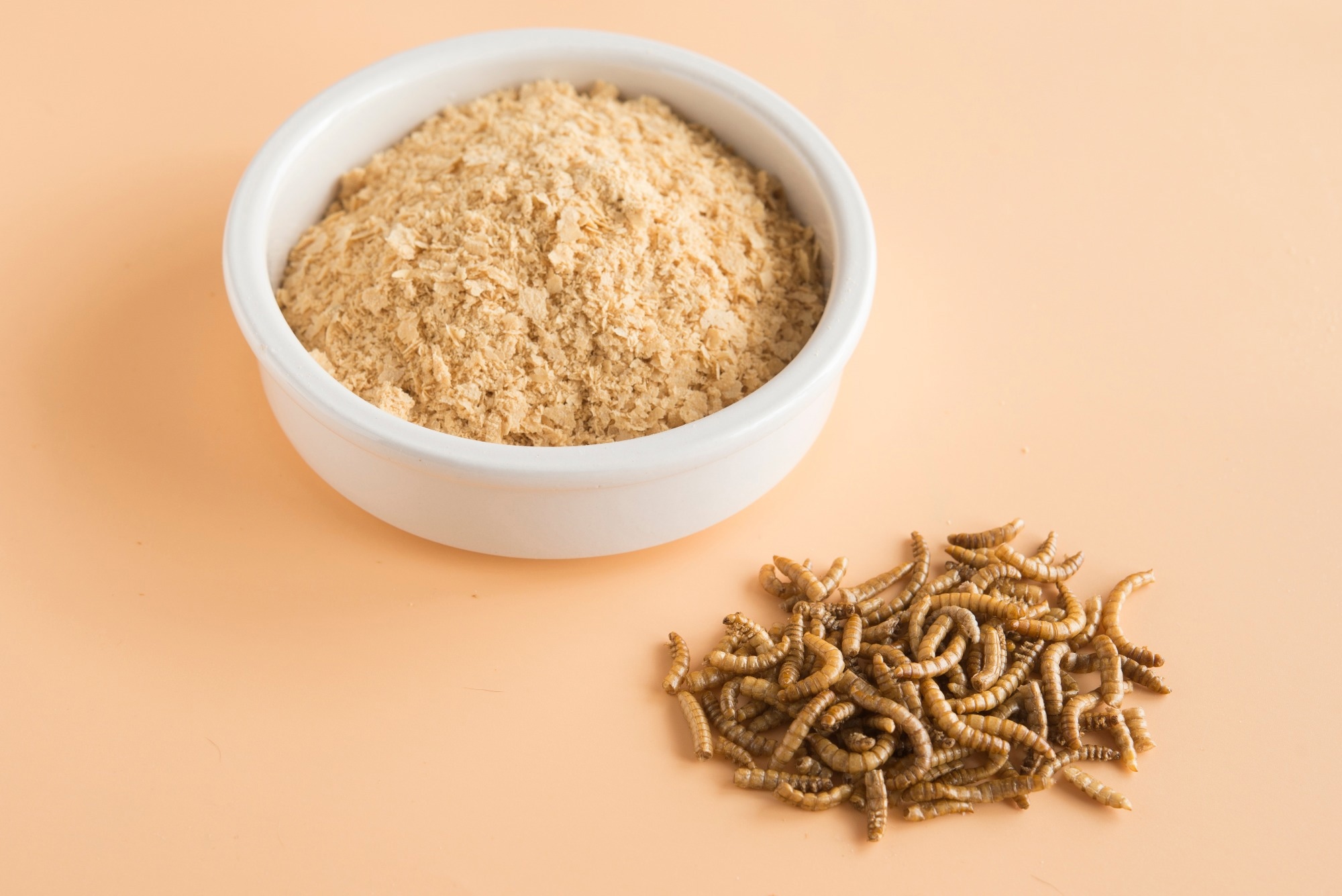 Worm meal flour and meal worms on brown background