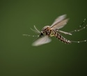 Wind-borne mosquitoes carry infectious pathogens for hundreds of miles