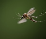 Wind-borne mosquitoes carry infectious pathogens for hundreds of miles
