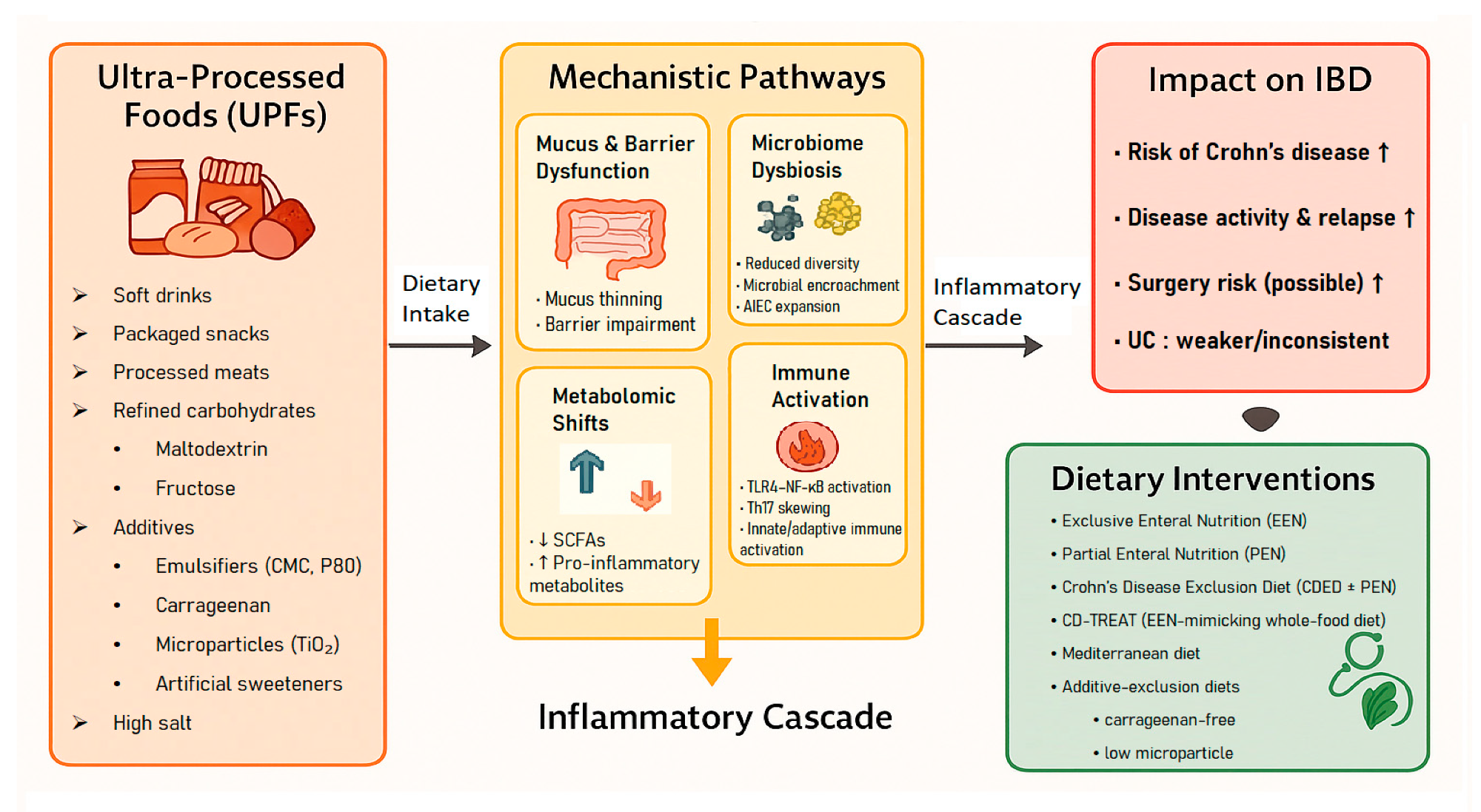 Conceptual framework linking ultra-processed foods (UPFs) to mechanistic pathways, inflammatory cascade, clinical outcomes, and dietary interventions in inflammatory bowel disease (IBD).