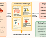 How ultra-processed foods shape Crohn’s disease risk and what dietary strategies can really help
