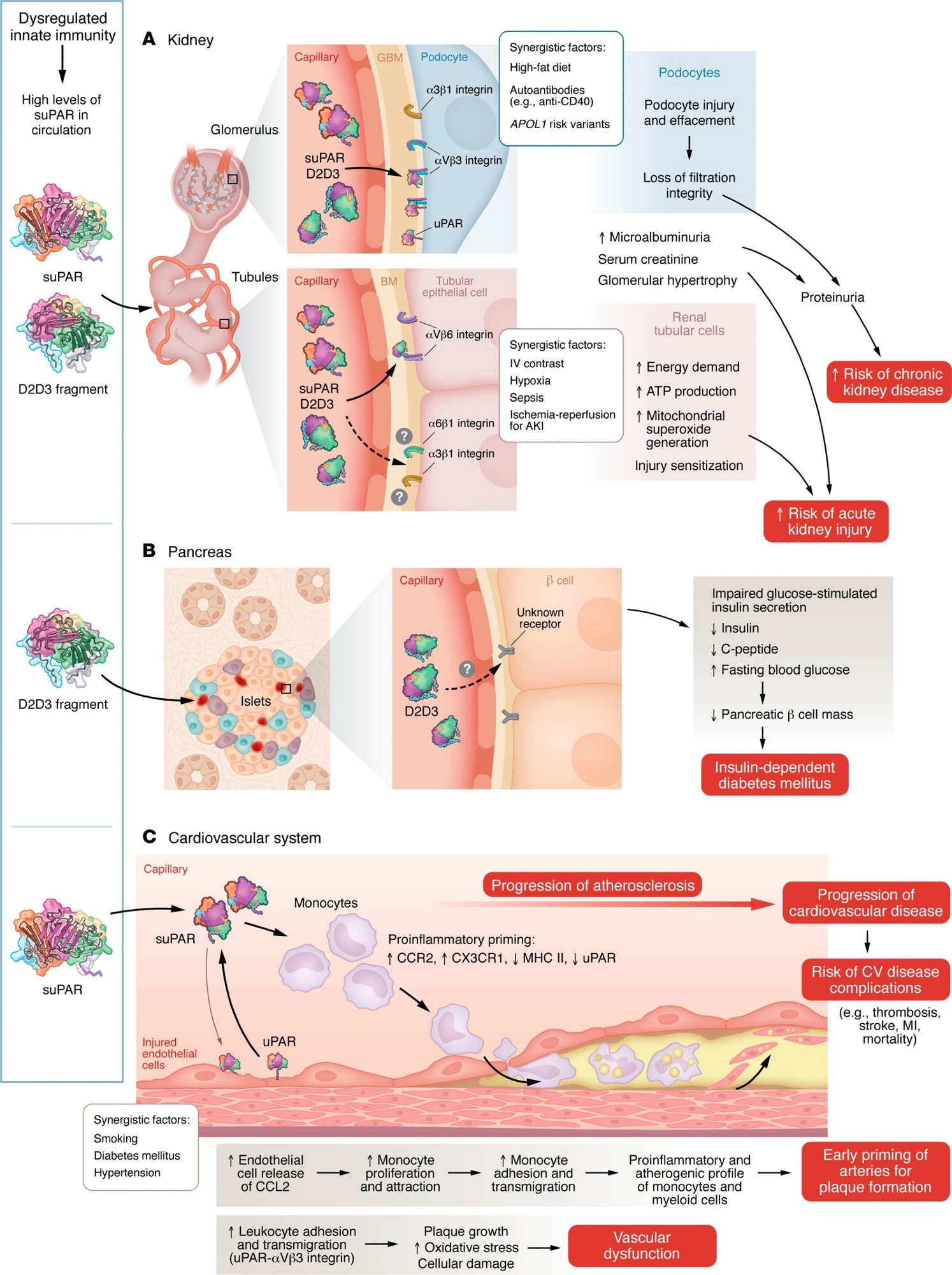 uPAR and its associated proteins induce multiorgan injury. Dysregulation of innate immunity caused by various physiological challenges, such as diabetes, hypertension, viral and bacterial infections, or smoking, leads to elevated suPAR levels and/or production of the D2D3 protein. Models illustrate the mechanisms through which these proteins cause injury to the kidney (A), pancreas (B), and cardiovascular system (C).