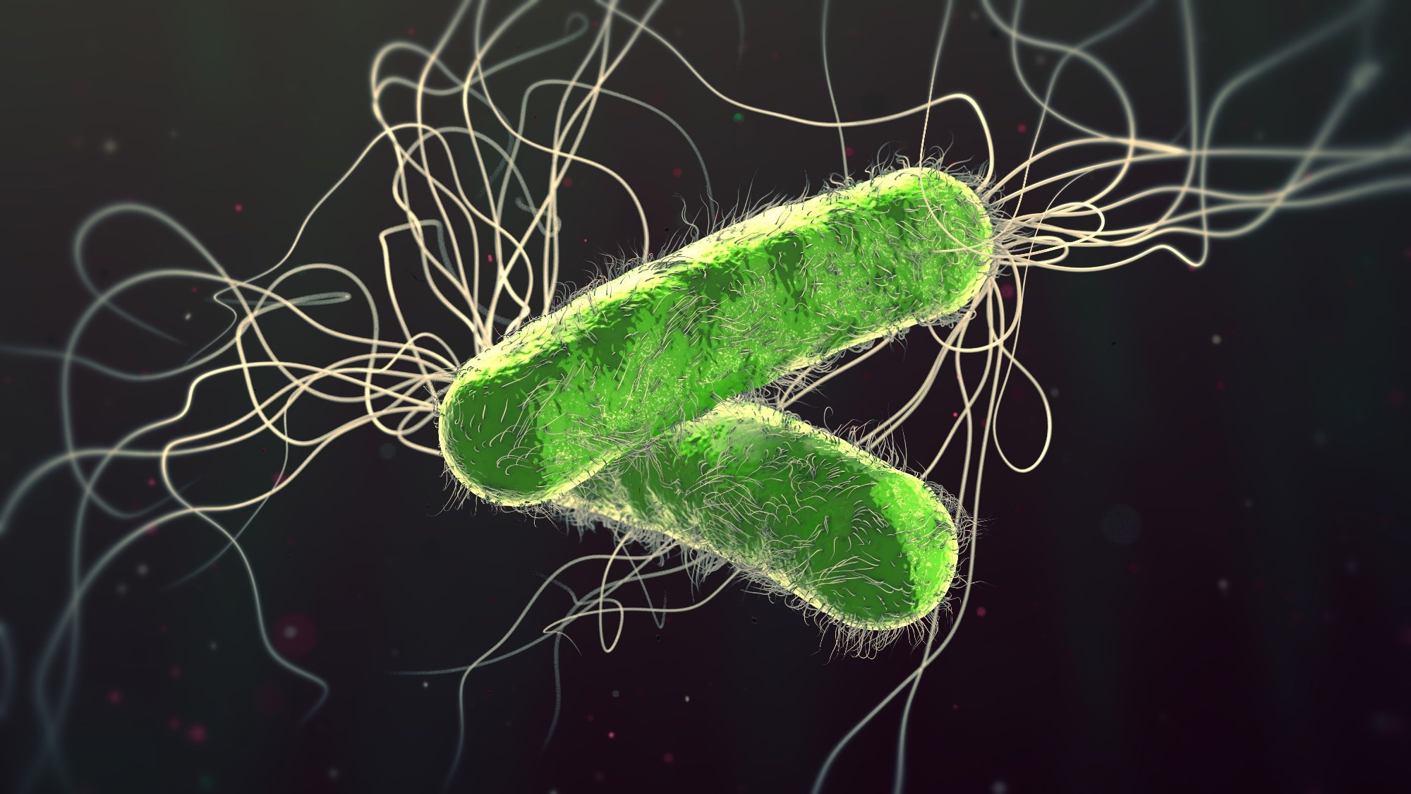 Green colored multiple antibiotic resistant Pseudomonas aeruginosa bacterium - 3d illustration