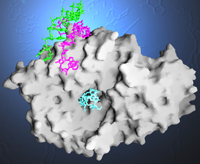 A report by Yale scientists in the journal Cell sheds new light on how the protein Ro, a major autoantigen in patients with autoimmune disease, recognizes misfolded RNAs, creating a RNA quality control system for cells.