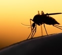 Global climate warming fuels rising dengue burden across Asia and the Americas