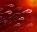 Study uncovers key protein complex controlling sperm motility and male fertility