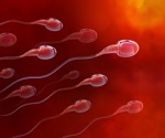 Study uncovers key protein complex controlling sperm motility and male fertility