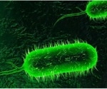 Scientists reveal how cholera bacteria activate toxin genes in the human gut