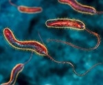 Scientists reveal how cholera bacteria activate toxin genes in the human gut
