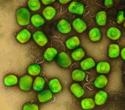 Global Virus Network accelerates mpox diagnostic research