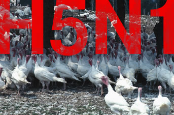H5N1